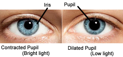 aperture pupils