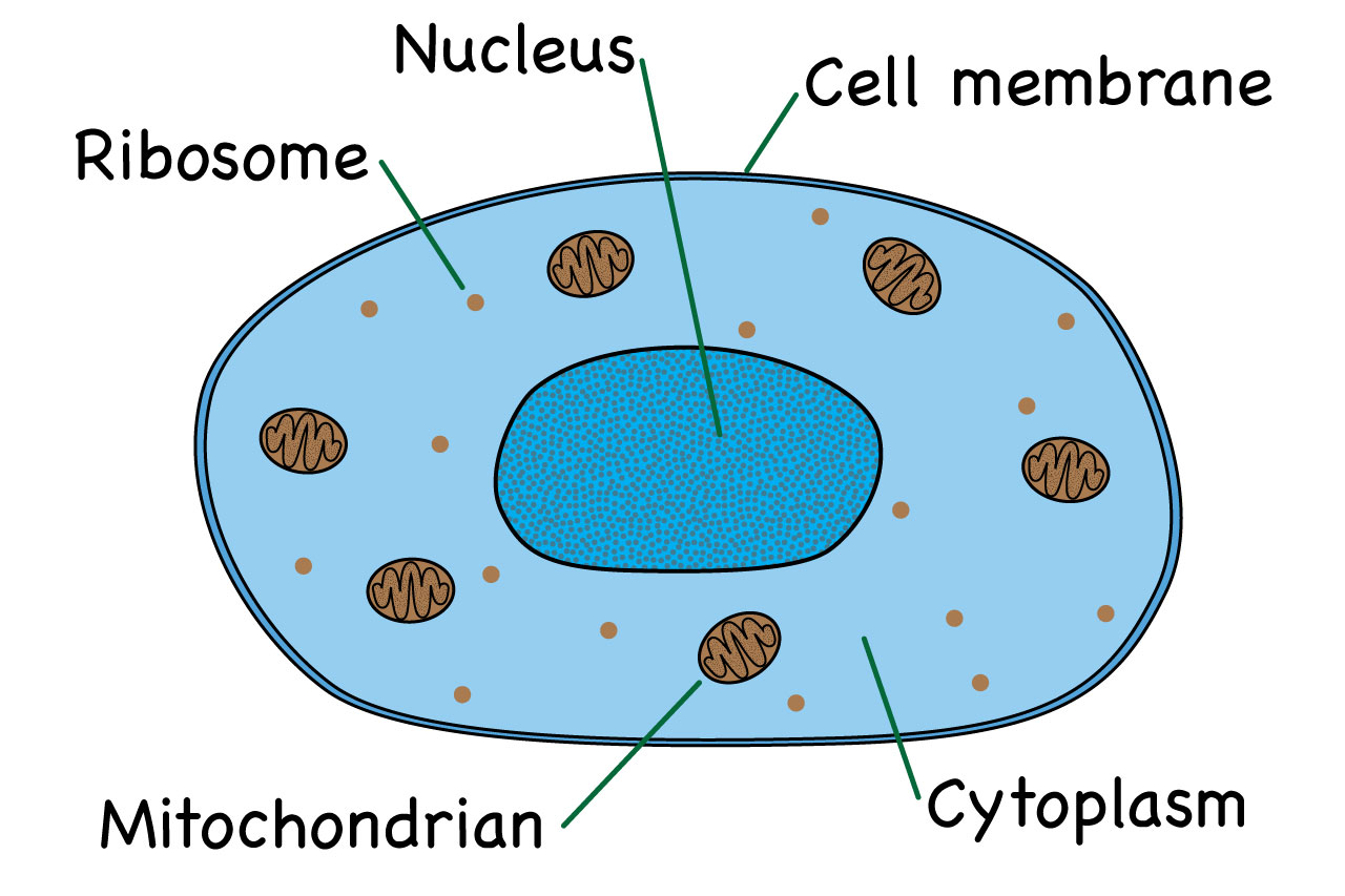 Living World What S The Difference Between Welcome To Riteach   Animalcell 