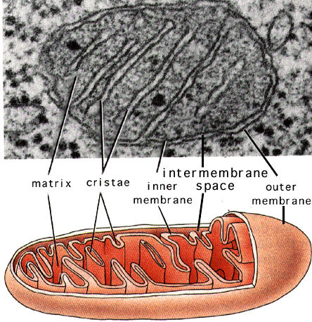 mitochondria - the powerhouse of the cell