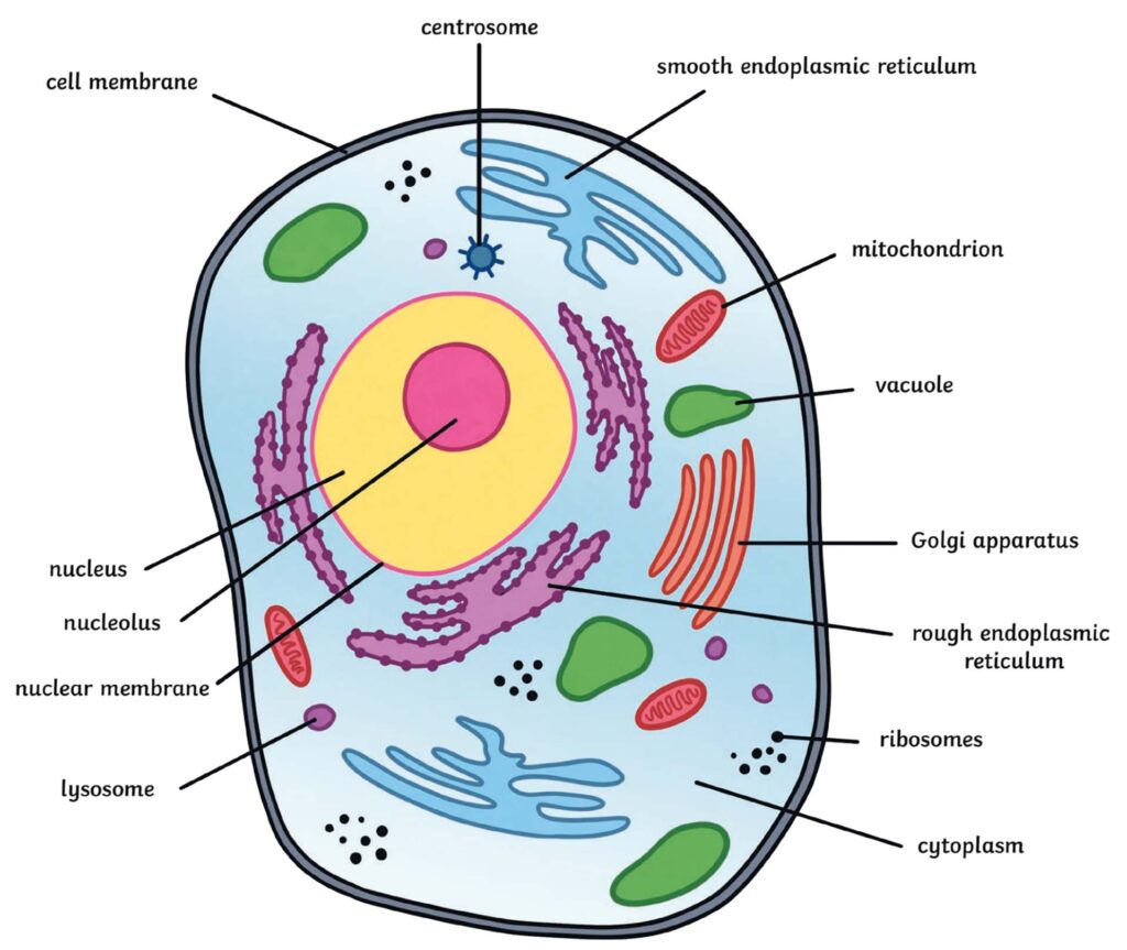 Animal cell