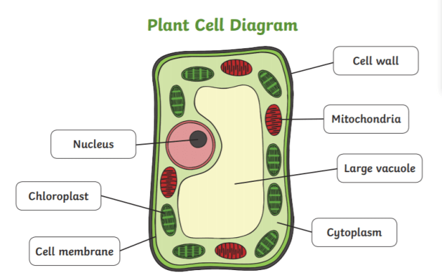 Plant cell