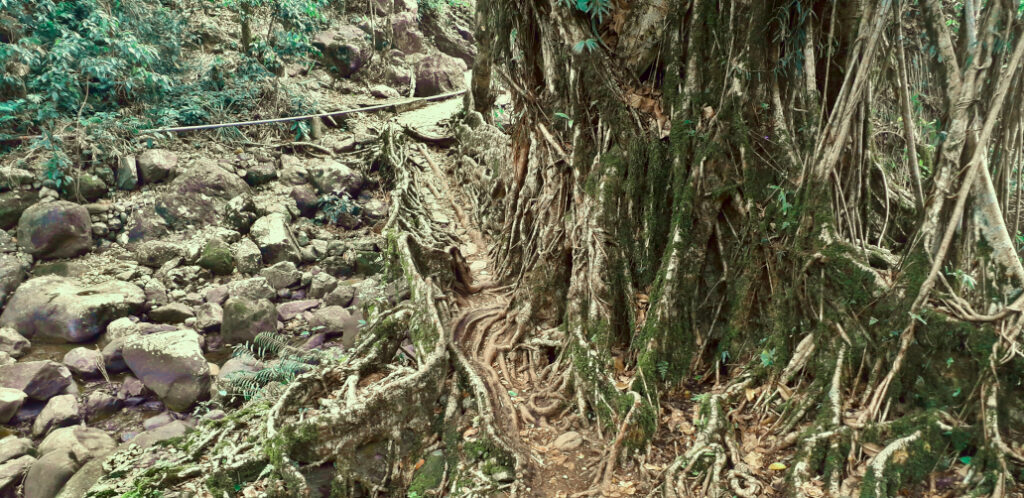 Root bridge