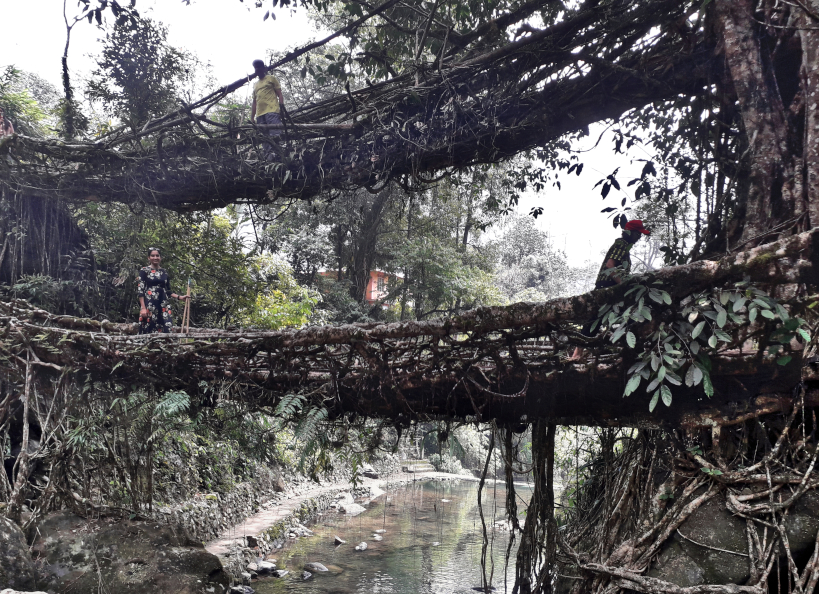 Double decker root bridge