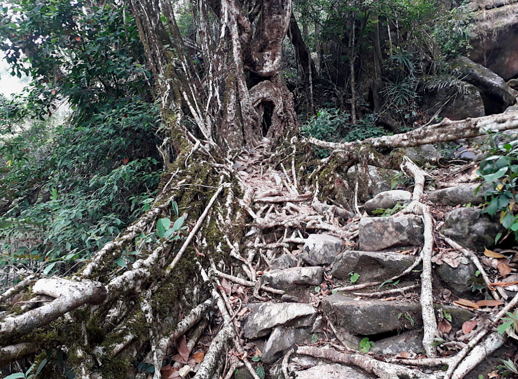 Roots into bridges