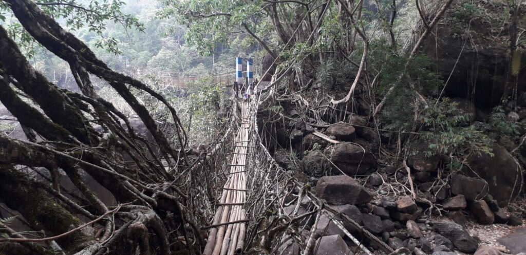 Single root bridge