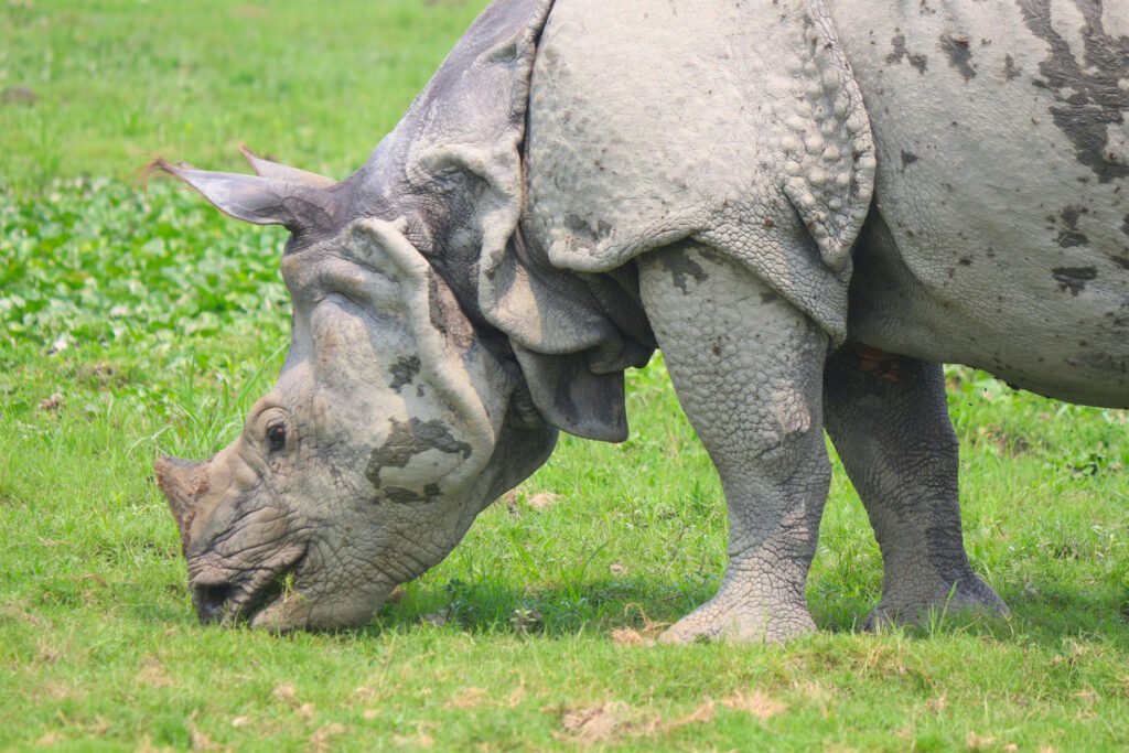 Small horn on the nose of the rhino