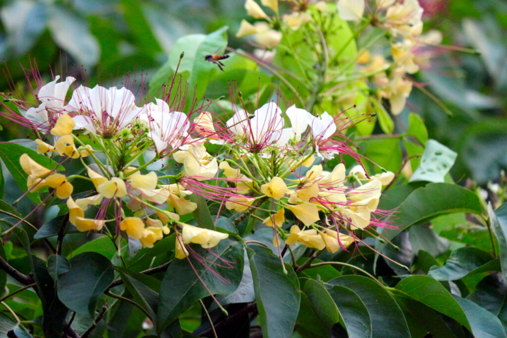 Varuna flower