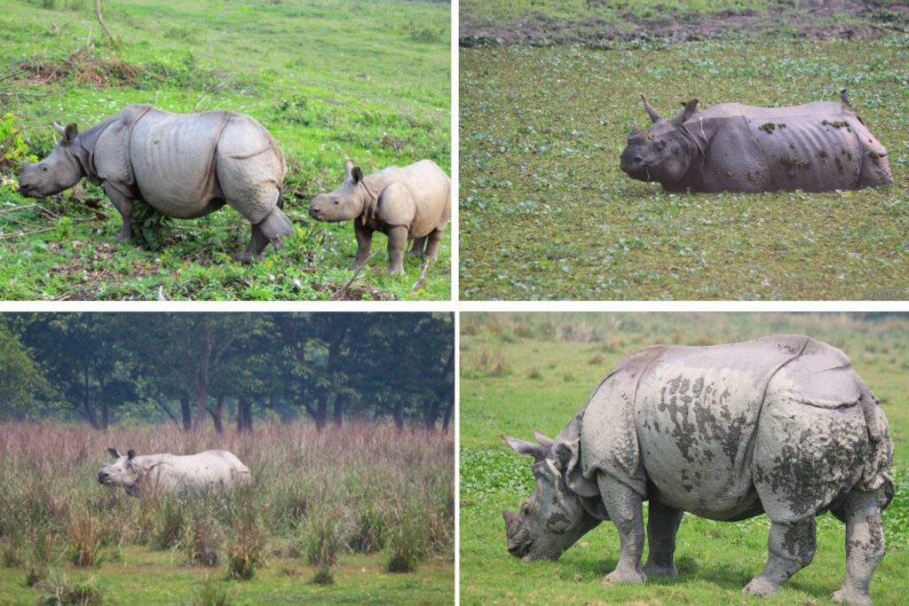 Rhinos of Kaziranga