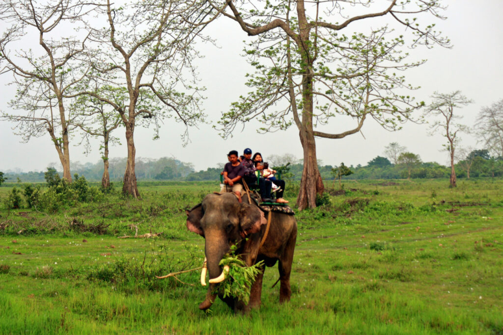 Elephant safari