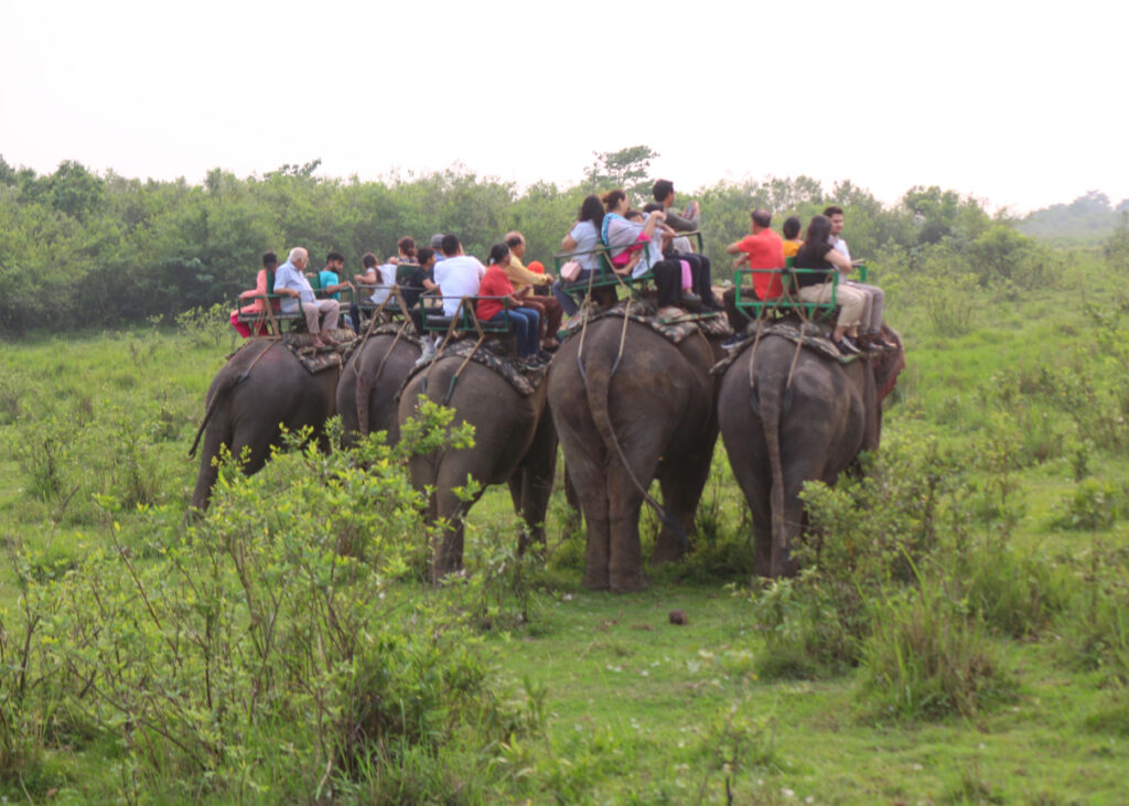 Elephant safari