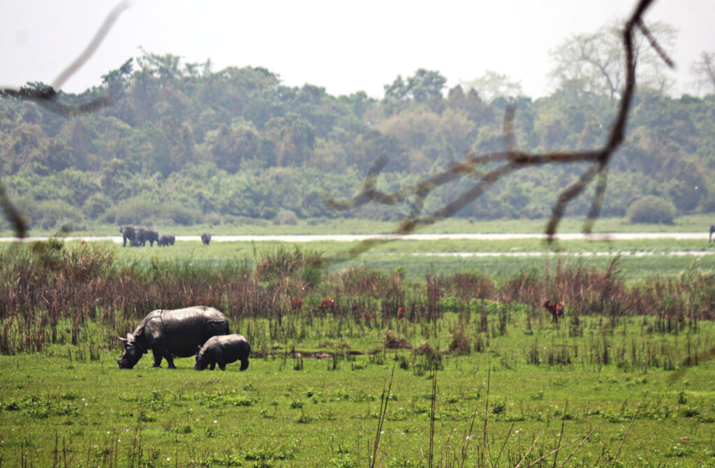 Rhinos, elephants, deer in one frame