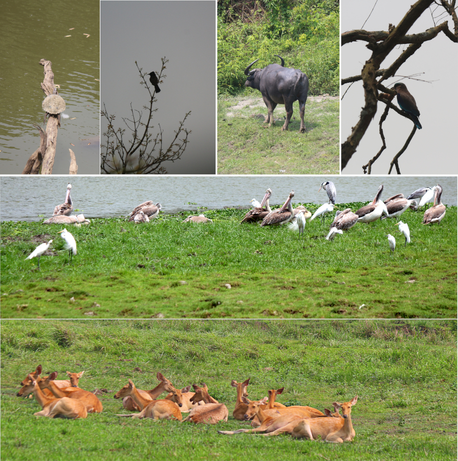 Animals and birds of Kaziranga